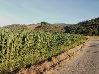 Fototapeta premium Cornfield