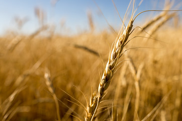 Yellow ears of wheat in a field in nature