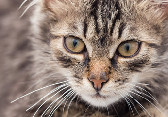 portrait of a fluffy cat living house