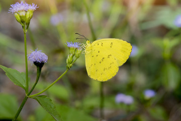 Beautiful butterfly (Common Grass Yellow)
