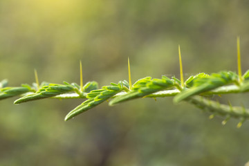 Closeup Mimosa pudica Leaves