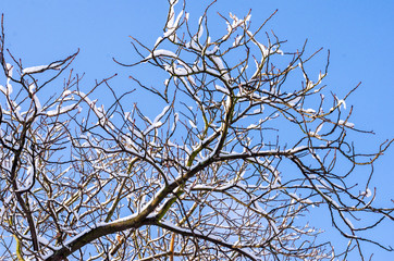 Branches of a tree with buds in the snow against a bright winter blue sky. Copyspace for text.