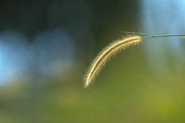 Yellow grass flowers with light in the evening.