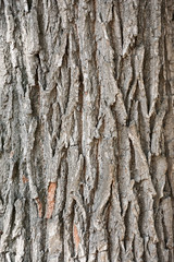 Old oak bark close-up