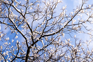 Fototapeta na wymiar Branches of a tree with buds in the snow against a bright winter blue sky. Copyspace for text.