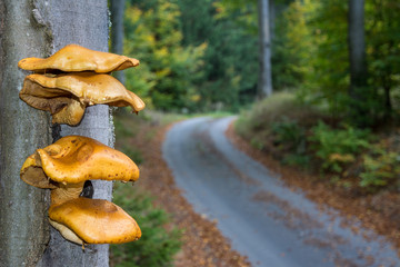 Bunch of yellow mushrooms growing from tree trunk. Close-up of funguses with wavy caps on beech bark in autumn woods. Blurred forest path with fallen leaves in the background. Selective focus.