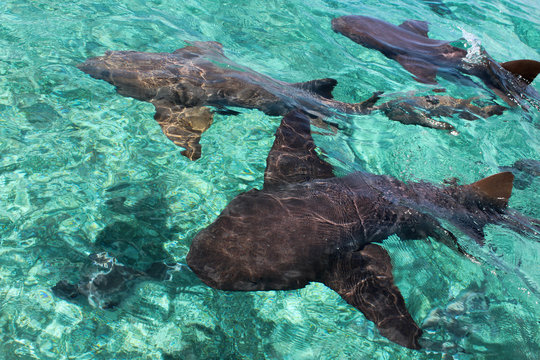 Un branco di squali nutrice che nuotano tranquilli in mezzo al mare cristallino del Belize