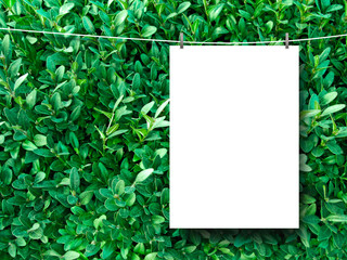 Blank frame green foliage