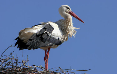 Weißstorch (Ciconia ciconia)