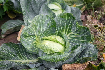 a good harvest of white cabbage in autumn field.