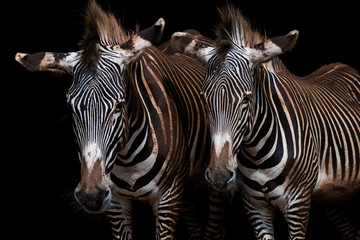 Pair of Grevy Zebras (Equus grevyi)