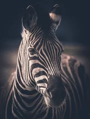 Deurstickers zebra © Александр Денисюк