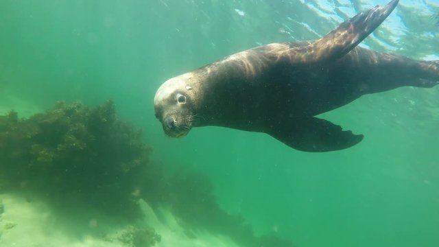 Australian Sea Lion