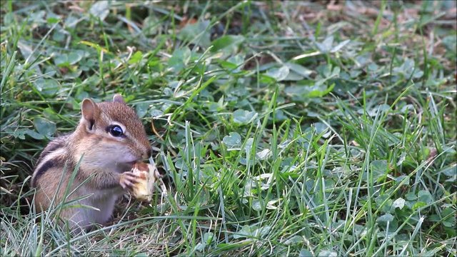 Funny little Eastern Chipmunk (Tamias Striatus) eating a nut scampers away