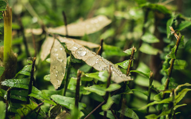 Leaves