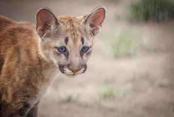 puma