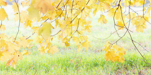 bright yellow leaves in autumn on grass background.