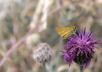 Skipper butterfly sitting on a purple thistle flower, blurry background with pastel colors.
