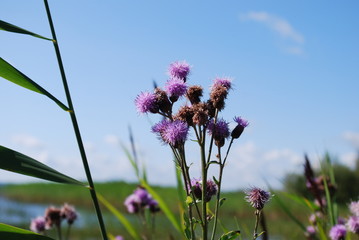 Centaurea jacea (brown knapweed or brownray knapweed) is a species of herbaceous perennial plants in the genus Centaurea grow in the field.