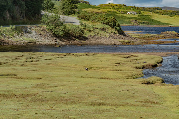 wildlife of green Scotland in england Skye Island