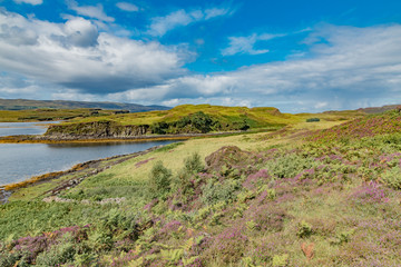 wildlife of green Scotland in england Skye Island