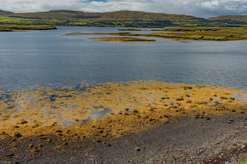 wildlife of green Scotland in england Skye Island