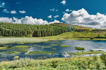 Fototapeta premium wildlife of green Scotland in england Skye Island