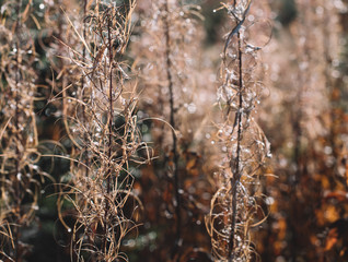 Dried grass backlit by sun.