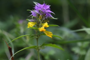 Flower of a crested cow wheat