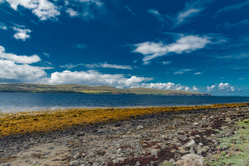 Fototapeta na wymiar wildlife of green Scotland in england Skye Island