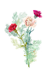 Fototapeta premium Bouquet of carnation schabaud, white, red flowers, green twigs asparagus, white background, composition for Christmas, Mother's Day, Victory day, digital draw, illustration in watercolor style, vector