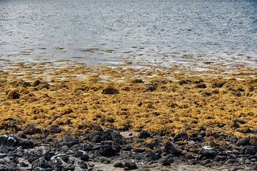 wildlife of green Scotland in england Skye Island