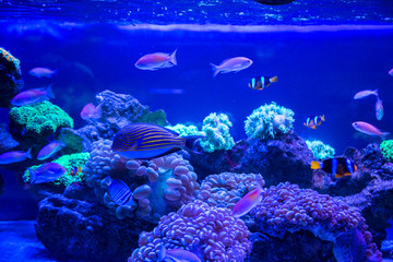 Fototapeta na wymiar Tropical fish with corals and algae in blue water. Beautiful background of the underwater world