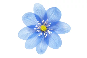 Keuken foto achterwand Bloemen blue flower isolated