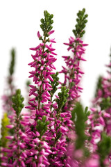 Besenheide (Calluna vulgaris)