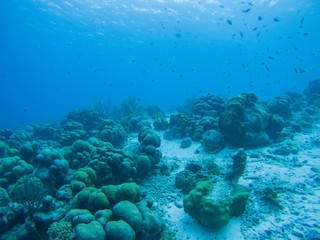 Naklejka na ściany i meble coral life caribbean sea underwater