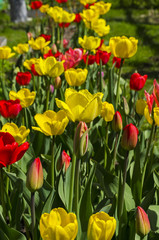 Red and yellow tulips on a flowerbed in the garden.