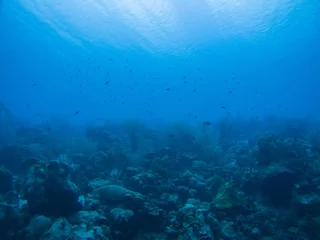 Foto op Aluminium coral life caribbean sea underwater © Valerijs Novickis