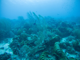Fototapeta na wymiar coral life caribbean sea underwater