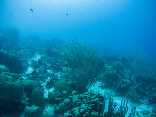 Naklejka na ściany i meble coral life caribbean sea underwater
