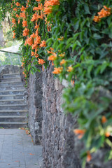 stone wall with orange flowers