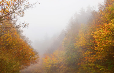 Fototapety  Mglisty poranek w kolorowym mglistym lesie jesienią. Blue Ridge Parkway, niedaleko Asheville North Carolina, USA.