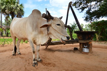 Ein Ochse an einer Mühle bei Mandalay, Myanmar