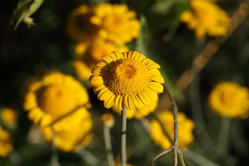 Golden Marguerite (Cota tinctoria)