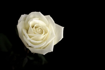 White rose flowers suitable for wedding invites