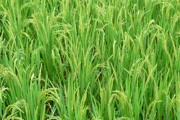 Close up green rice.