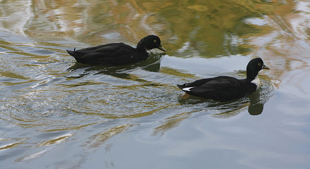Golden Eye Ducks