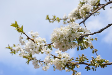 Cherry tree