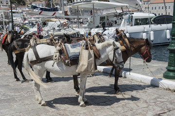 Lasttiere warten am Hafen der Ägäis-Insel Hydra, Griechenland