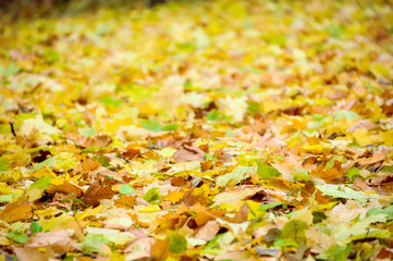 Multicolored autumn landscape with golden leaves in the park, in Bucharest, Romania